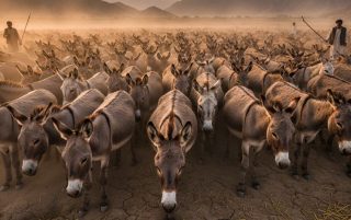 Pakistan To Become Global Donkey Hub With Massive Chinese Investment