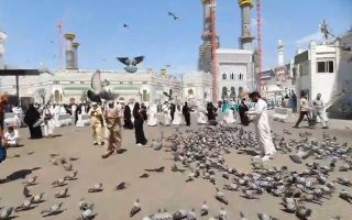 Saudi Arabia To Impose 1000 Riyal Fine For Feeding Pigeons Near Masjid Al Haram Masjid Al Nabawi