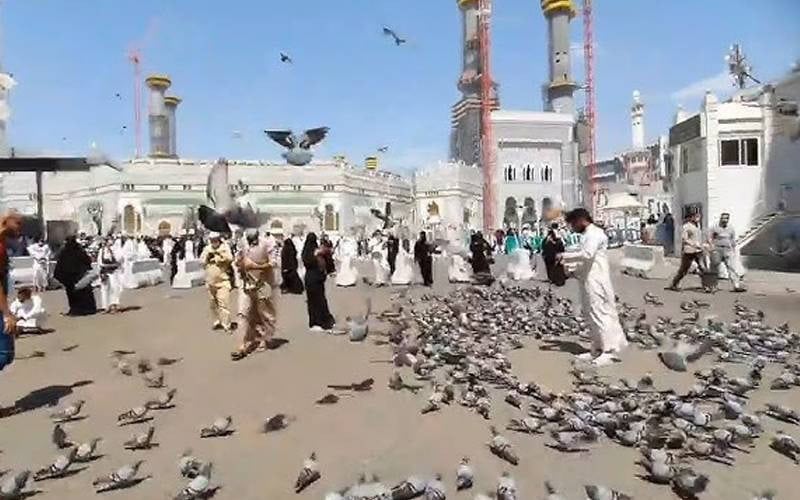 Saudi Arabia To Impose 1000 Riyal Fine For Feeding Pigeons Near Masjid Al Haram Masjid Al Nabawi