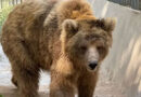 Bear Rano Airlifted From Karachi To Islamabad Via C 130 Aircraft