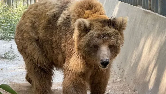 Bear Rano Airlifted From Karachi To Islamabad Via C 130 Aircraft