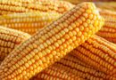 Delay In Approval Of Gm Maize Poses Food Security Threats