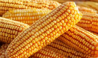 Delay In Approval Of Gm Maize Poses Food Security Threats