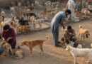 60 Dogs Forcibly Taken From Cda Dog Center In Islamabad