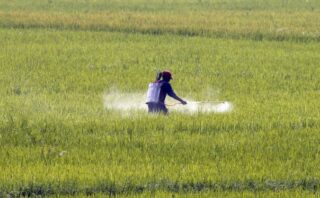 Ccp Sounds Alarm On Adulterated Pesticides Market Distortions In Pakistan Agriculture