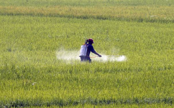 Ccp Sounds Alarm On Adulterated Pesticides Market Distortions In Pakistan Agriculture