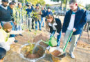 Against Each Removed Paper Mulberry Three Indigenous Trees To Be Planted