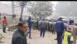 Cattle Evicted From Lahores Jubilee Town LDA Avenue I Scheme