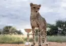 Icc U 19 World Cup Trophy Photo Shoot With Cheetahs Goes Viral
