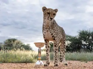 Icc U 19 World Cup Trophy Photo Shoot With Cheetahs Goes Viral