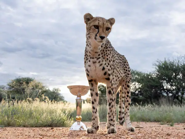 Icc U 19 World Cup Trophy Photo Shoot With Cheetahs Goes Viral