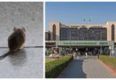 Officer Appointed At Karachi Airport To Catch Rats
