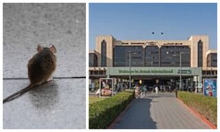 Officer Appointed At Karachi Airport To Catch Rats