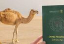 Saudi Arabia Launches Global Camel Passport Initiative To Modernize Livestock Management
