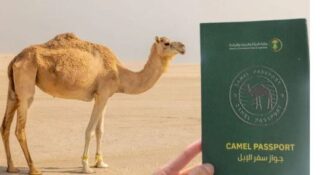 Saudi Arabia Launches Global Camel Passport Initiative To Modernize Livestock Management