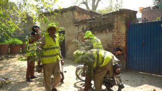 Want free plants at home? Here’s how Lahore citizens can get them