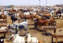 Eidul Azha 2026 Punjab Deploys Drones For Surveillance Of Cattle Markets