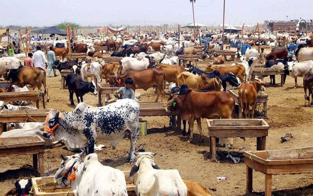 Eidul Azha 2026 Punjab Deploys Drones For Surveillance Of Cattle Markets