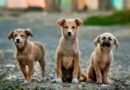 Ihc Bans Killing Poisoning Of Stray Dogs In Islamabad