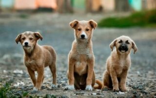 Ihc Bans Killing Poisoning Of Stray Dogs In Islamabad