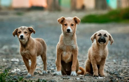 Ihc Bans Killing Poisoning Of Stray Dogs In Islamabad