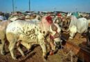 Locations Of Karachi Cattle Markets Revealed Ahead Of Eidul Adha 2026