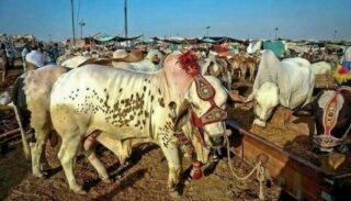 Locations Of Karachi Cattle Markets Revealed Ahead Of Eidul Adha 2026