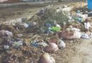 Punjab Announces Rs50000 Fine For Illegal Disposal Of Offals On Eidul Azha