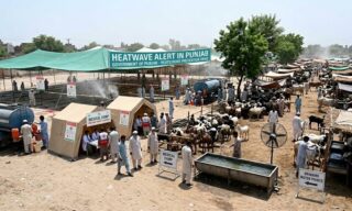 Punjab Focuses On Eidgahs Cattle Markets Amid Looming Heatwave