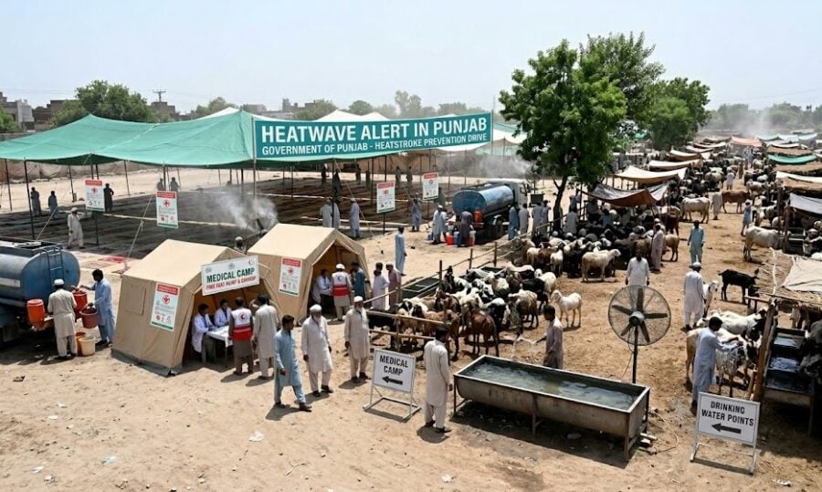 Punjab Focuses On Eidgahs Cattle Markets Amid Looming Heatwave