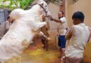Qasai Rates In Lahore Karachi And Parts Of Pakistan For Eidul Azha 2026
