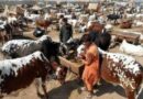 Qurbani Animal Markets Crashes As Prices Fall In Final Hours Ahead Of Eid Ul Azha 2026