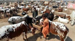 Qurbani Animal Markets Crashes As Prices Fall In Final Hours Ahead Of Eid Ul Azha 2026