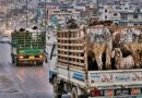 Qurbani Gets Costlier On Eid Ul Azha 2026 As Transport Fares Rise Amid Fuel Shock