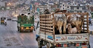 Qurbani Gets Costlier On Eid Ul Azha 2026 As Transport Fares Rise Amid Fuel Shock