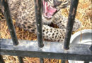 Rescued Leopard Returns To Wild After Month Long Rehabilitation