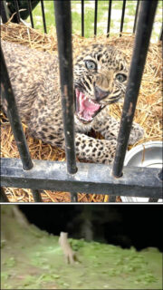 Rescued Leopard Returns To Wild After Month Long Rehabilitation