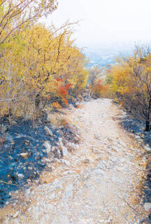 The Tragedy Of Turning Green Islamabad Into A Black Forest