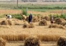 Government Allocates Rs1 Billion Grant For The Global Accelerator On Jobs And Social Protection