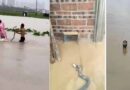 Hundreds Of Snakes Crocodiles Swept Into Chinese Neighborhoods As Floods Wreak Havoc