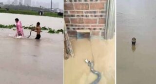 Hundreds Of Snakes Crocodiles Swept Into Chinese Neighborhoods As Floods Wreak Havoc