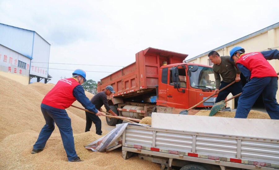 In Central Chinas Wheat Fields Farmers And Cpc Members Battle Extreme Weather To Secure The Peoples Rice Bowl