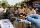 Police Plan Dna Test To Settle Buffalo Ownership Dispute