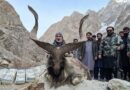 Astore Markhor Goes For Nearly Rs100 Million In Gilgit Baltistans Auction