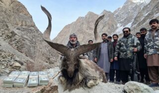 Astore Markhor Goes For Nearly Rs100 Million In Gilgit Baltistans Auction