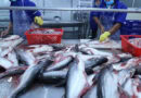 Pakistans Seafood Exports Surge 38 To 568 Million In Two Years