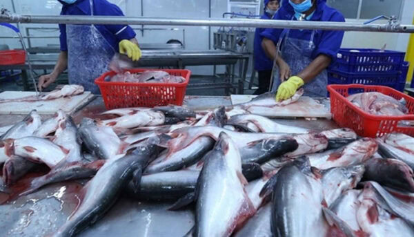 Pakistans Seafood Exports Surge 38 To 568 Million In Two Years