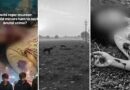 Shock Outrage In Delhi As Girl Gang Raped Stabbed To Death Body Mauled By Dogs