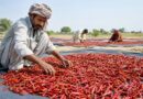 Sindh Red Chilli Farmers To Benefit From New Drying Initiative