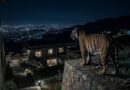 Tiger Spotted In Islamabads Gulberg Greens Causing Panic Among Residents